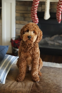 Harry F1 Mini Goldendoodle of Remy & Rex